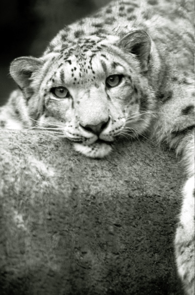 Snow_Leopard_9_by_Art_Photo