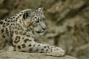 leopard_snezny