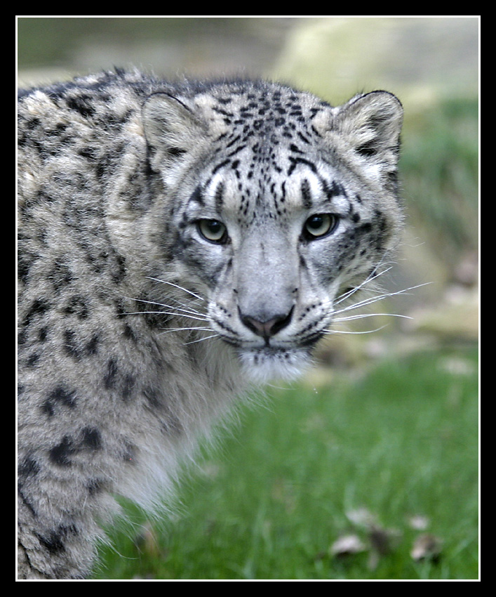 snow_leopard